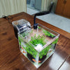 Shrimp and turtle in mini desktop acrylic fish tank