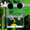 Fish isolation box attached with suction cups on tank wall
