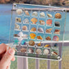 Clear acrylic magnetic display box with 36 compartments holding colorful mini seashells