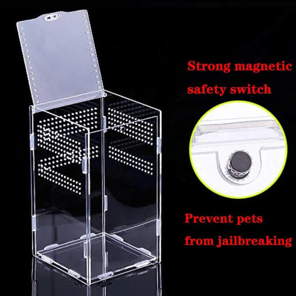 Arboreal tarantula inside nano acrylic enclosure – clear visibility